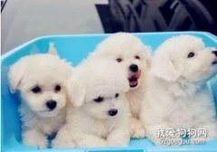 <b>比熊犬怎么洗澡 卷毛比熊犬洗澡流程</b>