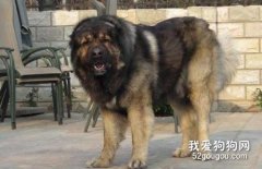 高加索犬发烧怎么办 高加索犬发烧解决方法