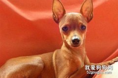 小鹿犬拉稀吃什么药 迷你杜宾犬拉肚治疗方法