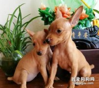 小鹿犬感冒吃什么药 迷你杜宾犬感冒用药介绍