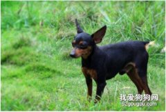 小鹿犬咳嗽怎么办 迷你杜宾犬咳嗽治疗方法