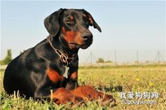 杜宾犬感冒吃什么药好 德国杜宾犬感冒治疗方法