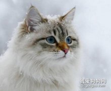 <b>西伯利亚猫肾衰怎么办 猫咪肾衰原因介绍</b>