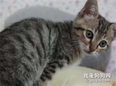 中国狸花猫饲养注意事项