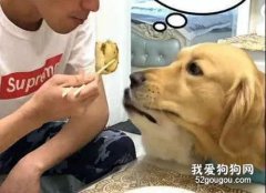 狗狗被宠坏有哪些表现？