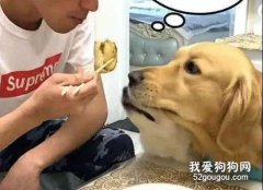 狗狗被宠坏有哪些表现？