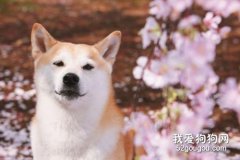 <b>柴犬梳理毛发的好处及方法</b>