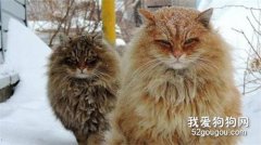<b>西伯利亚猫吃什么 西伯利亚森林猫喂食要求</b>