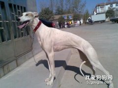 格力犬咳嗽怎么办 灵缇犬咳嗽治疗方法