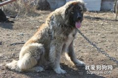 高加索犬拉稀怎么办 高加索犬拉肚子治疗方法