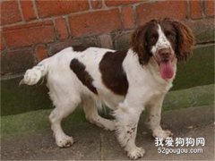 <b>史宾格犬皮肤病治疗方法汇总</b>