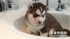 <b>哈士奇怎么洗澡 哈士奇洗澡流程</b>