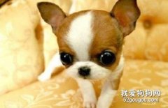 <b>吉娃娃怎么美容 吉娃娃美容方法</b>