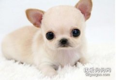 吉娃娃怎么洗澡 吉娃娃洗澡注意事项