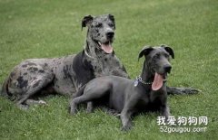 大丹犬得了细小症状有哪些 大丹犬细小病毒治疗方法