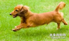 腊肠犬怎么驱虫 腊肠犬驱虫方法