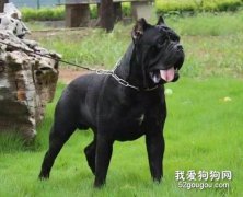 卡斯罗犬便秘怎么办 卡斯罗犬便秘治疗预防方法