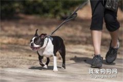 <b>狗一天要遛几次大小便?</b>