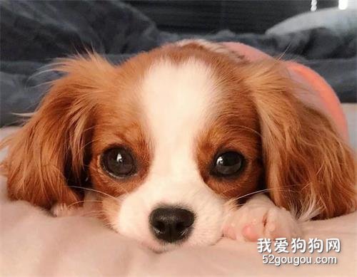 <b>查理王猎犬：因为太美上热搜，知道真相的我眼泪掉下来</b>