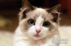 为什么布偶猫喜欢给自己舔毛?