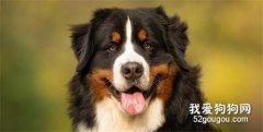 <b>伯恩山犬的性格特点是什么样子的</b>