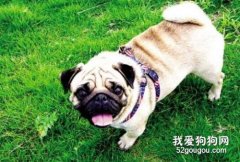 <b>巴哥犬这种狗狗粘人吗好养吗?</b>