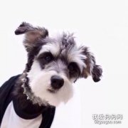 雪纳瑞狗狗适合上班族养吗