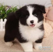 怎么制止晚上一直叫的小狗?