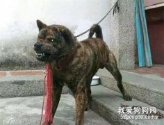 <b>勇猛似虎的纯正中华犬，你见过没？</b>