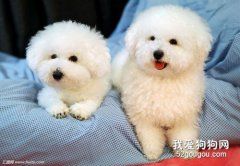 怎么帮狗狗预防寄生虫和耳螨？