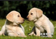 导致狗拉稀的四个原因 一定要注意观察狗狗的状况
