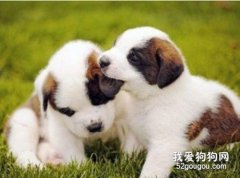 <b>圣伯纳犬怎么驱虫 圣伯纳犬驱虫方法</b>