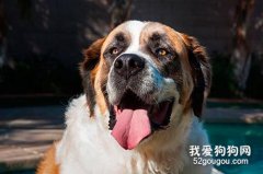 圣伯纳犬打疫苗不良反应有哪些 怎么处理