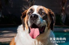 圣伯纳犬打疫苗不良反应有哪些 怎么处理