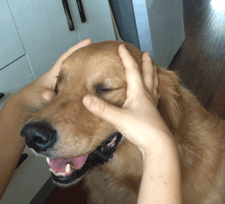 83322129ly1fuktxntafsg20d80c0x6p.gif
