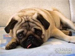 <b>巴哥犬怎么美容 八哥犬美容方法</b>