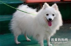 <b>银狐犬皮肤病怎么治疗 银狐犬皮肤病治疗方法</b>