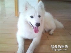 银狐犬咳嗽吃什么药 银狐犬咳嗽用药介绍