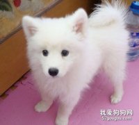 银狐犬呕吐怎么办 银狐犬呕吐治疗方法