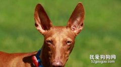 法老王猎犬便秘怎么办 法老王猎犬便秘治疗方法