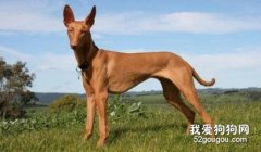 法老王猎犬走路不稳怎么办 法老王猎犬走路不稳解决方法