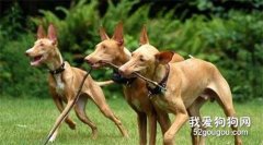 <b>法老王猎犬长骨刺怎么治疗 老年法老王猎犬骨刺治疗方法</b>