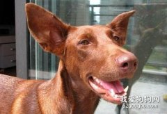 法老王猎犬漏尿怎么办 老年法老王猎犬漏尿解决方法