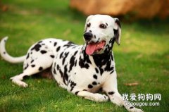 <b>斑点狗怎么美容？</b>