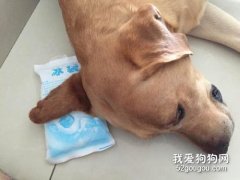 <b>狗狗耳血肿怎么治疗 可保守治疗还是必须手术？</b>