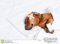 狗狗心力衰竭怎么治疗 不要再安排运动和训练啦