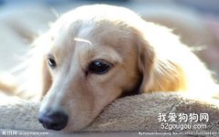 <b>狗狗肺炎的原因症状和预防治疗</b>