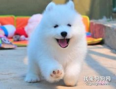 <b>狗狗秋季容易得哪些季节性疾病?</b>