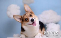 秋季狗狗鼻子裂口 可能是犬瘟