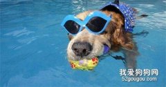 秋季狗狗可以游泳吗?